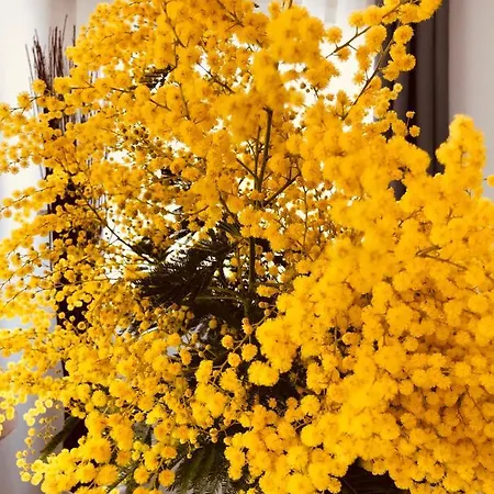 Maxima Sunset Apartment