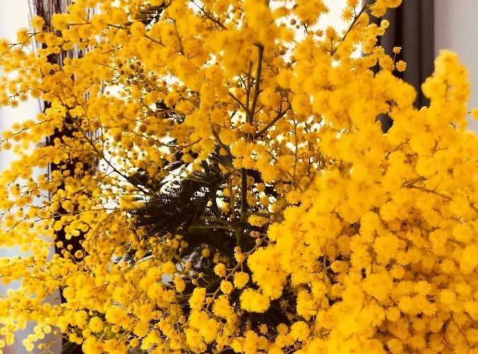 Maxima Sunset Apartman