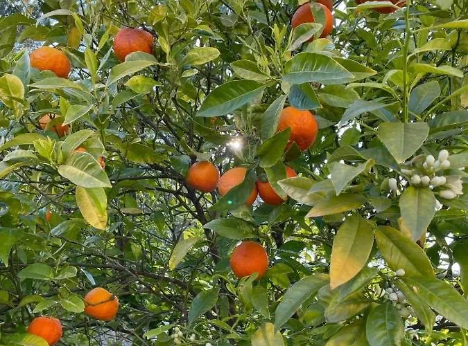 Maxima Sunset アパート